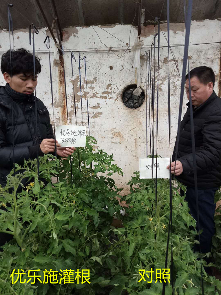 優樂施衝施配方在冬（dōng）季大棚番茄（開花坐果期）上的肥效試驗(圖1)