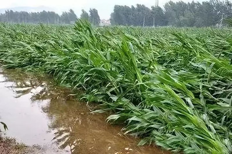 暴雨（yǔ）過後，應做好這些事！(圖（tú）2)