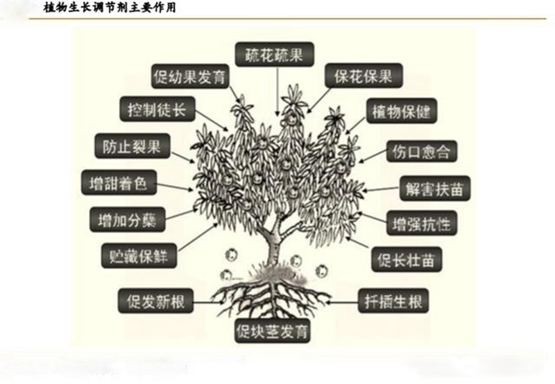 植物生（shēng）長調節劑（jì）的（de）功效與用法(圖1)